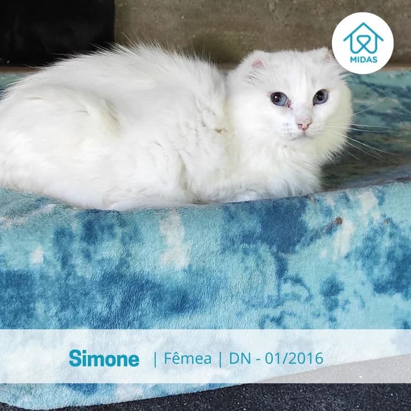Simone, female senior Mixed Breed for adoption at Associacao Midas