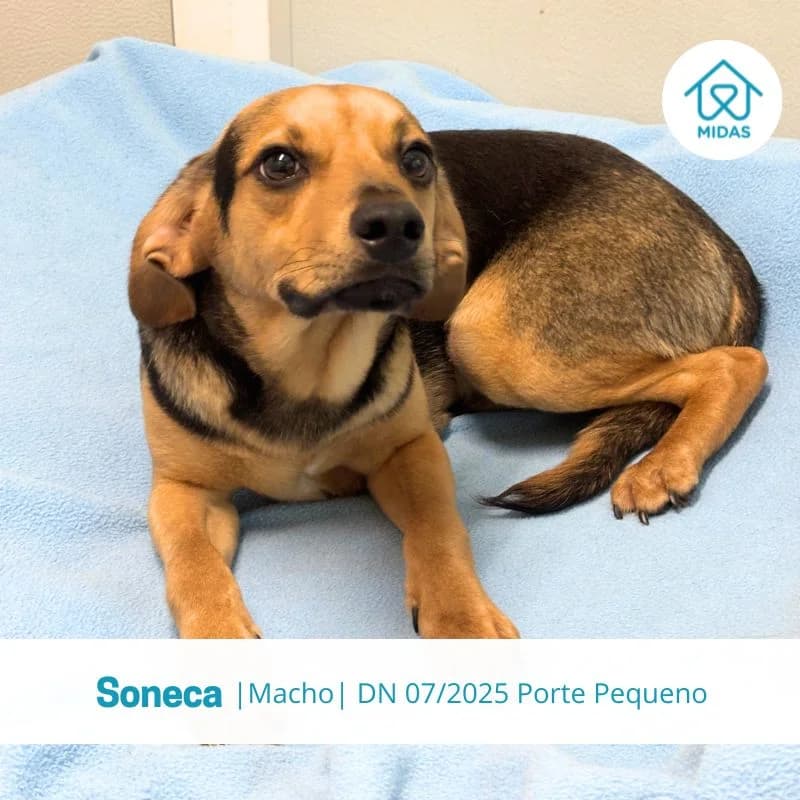 Soneca, male young Mixed Breed for adoption at Associacao Midas