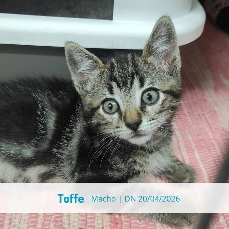 Toffe, male puppy Mixed Breed for adoption at Associacao Midas