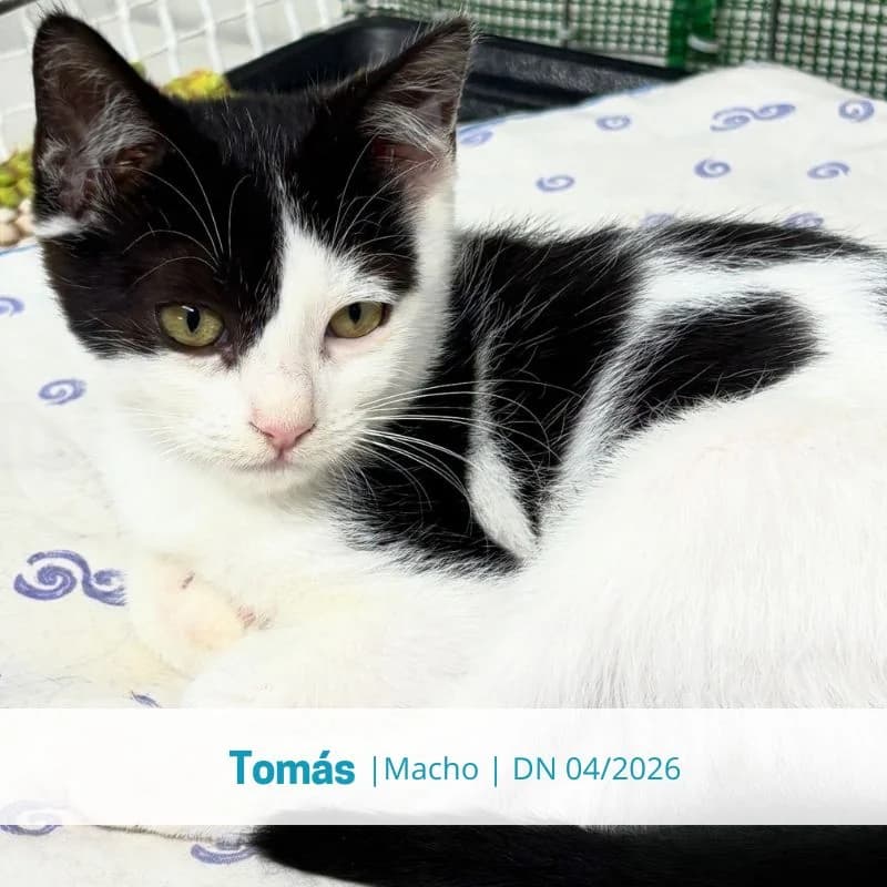 Tomás, male Mixed Breed for adoption at Associacao Midas