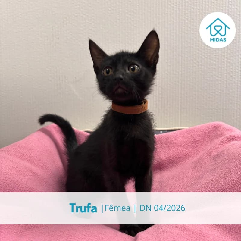 Trufa, female puppy Mixed Breed for adoption at Associacao Midas