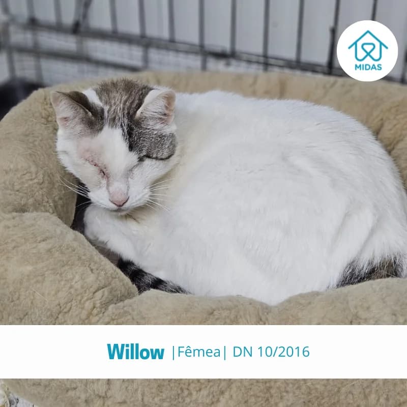 Willow, female young Mixed Breed for adoption at Associacao Midas