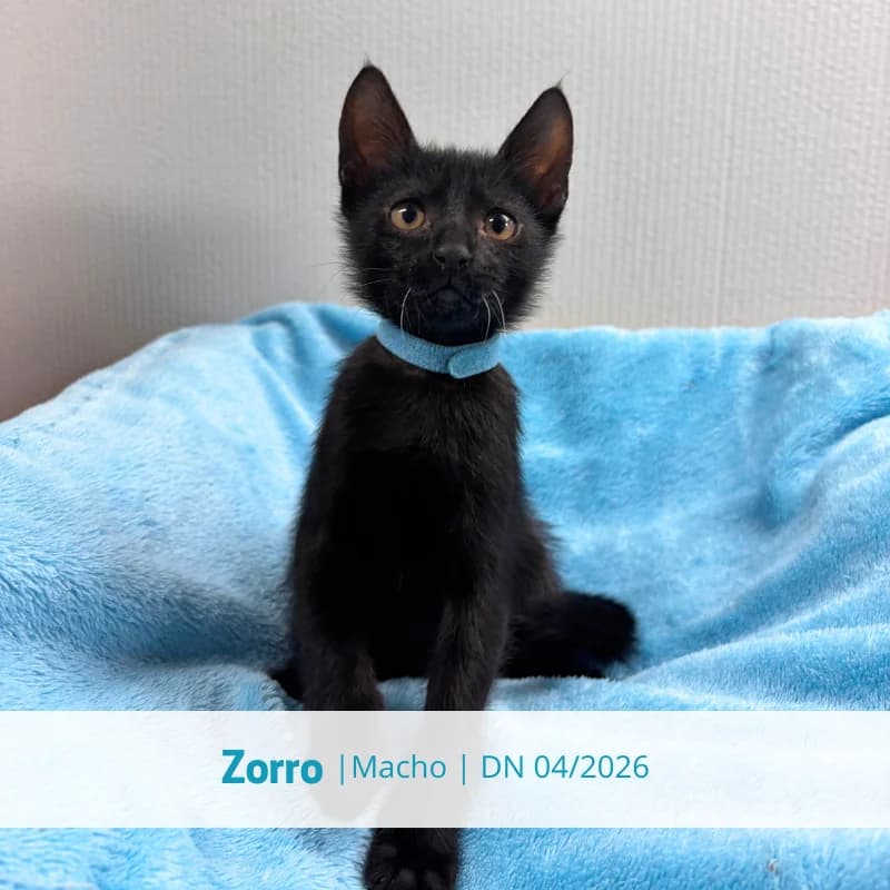 Zorro, male puppy Mixed Breed for adoption at Associacao Midas