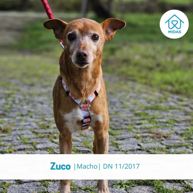 Zuco, male Mixed Breed for adoption at Associacao Midas