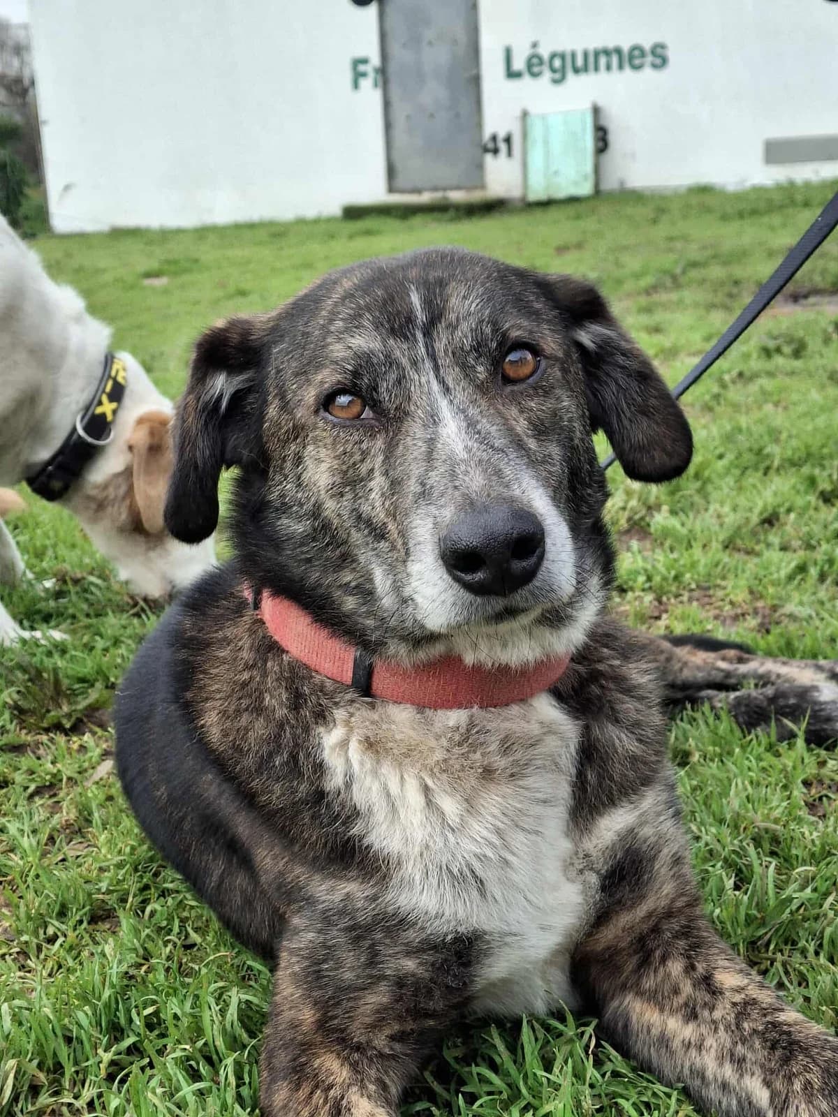 Alex, male 3yo Mixed Breed for adoption at Associação Zoófila de Leiria - Fiéis Amigos
