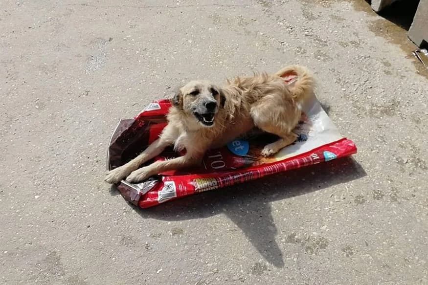 Alpha, male senior Mixed Breed for adoption at Associação Zoófila de Leiria - Fiéis Amigos