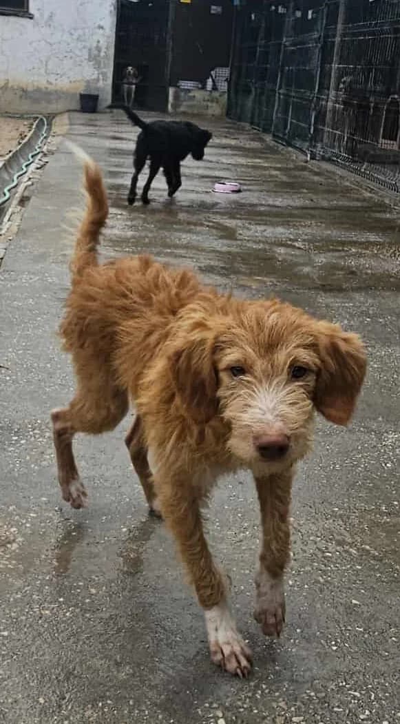 Amendoim, male young Mixed Breed for adoption at Associação Zoófila de Leiria - Fiéis Amigos