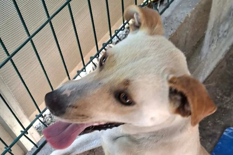 Apolo, male young Mixed Breed for adoption at Associação Zoófila de Leiria - Fiéis Amigos