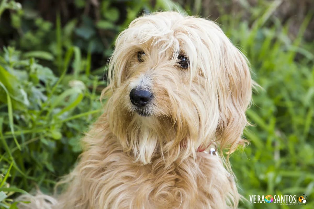 Areias, female senior Mixed Breed for adoption at Associação Zoófila de Leiria - Fiéis Amigos