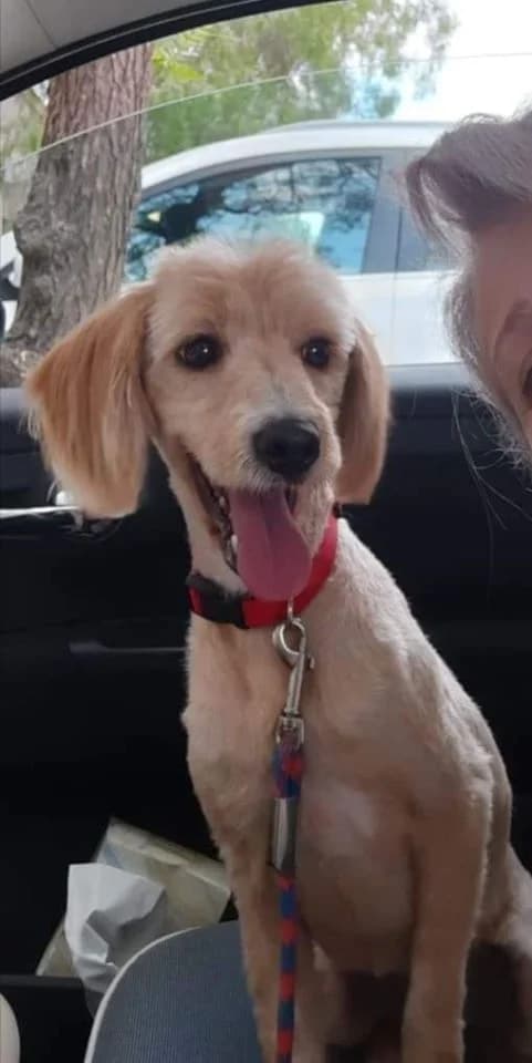 Areias, female Mixed Breed for adoption at Associação Zoófila de Leiria - Fiéis Amigos — photo 2 of 3