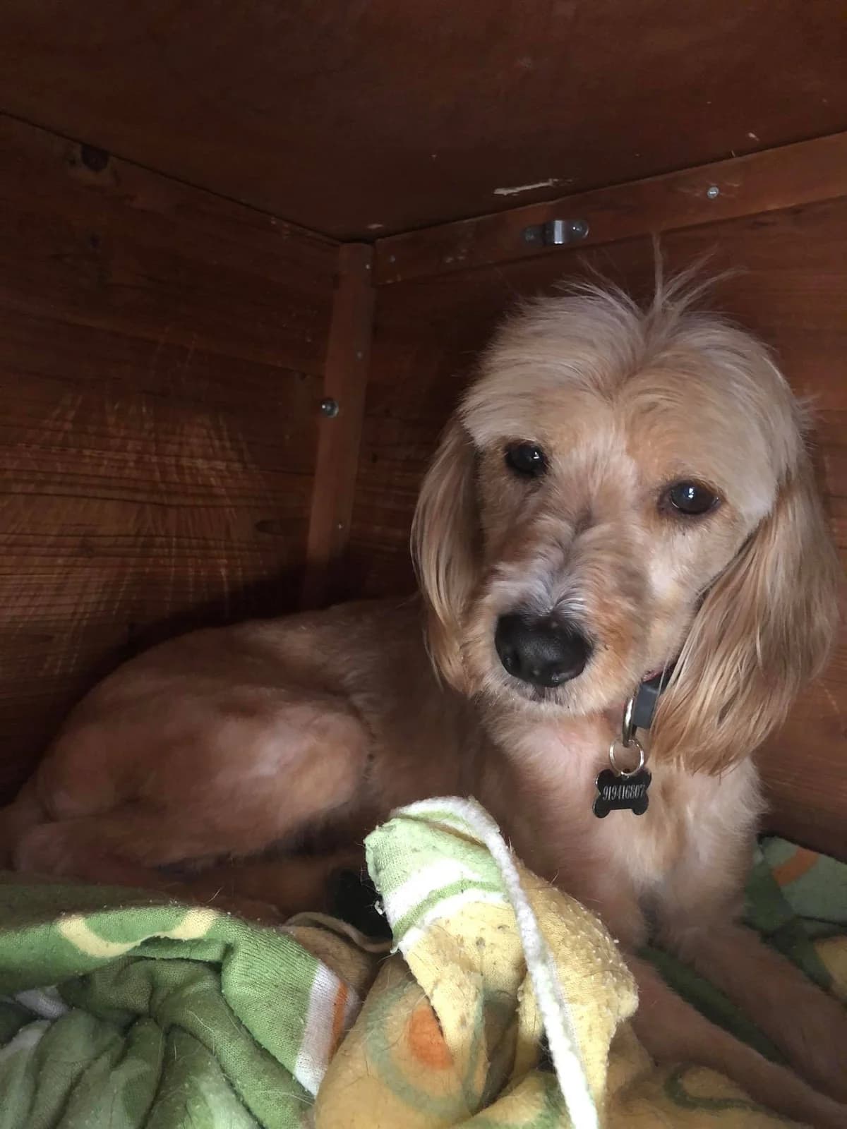 Areias, female Mixed Breed for adoption at Associação Zoófila de Leiria - Fiéis Amigos — photo 3 of 3