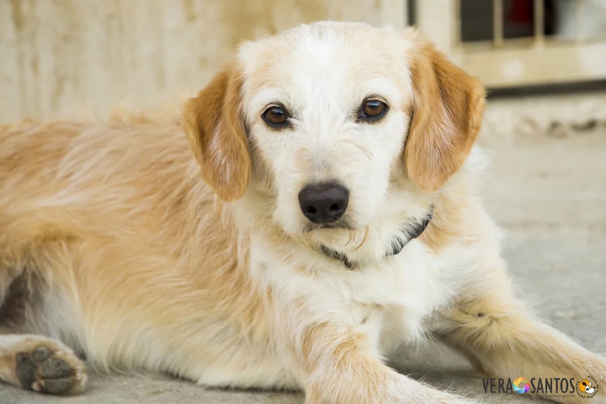 Bolota, female senior Mixed Breed for adoption at Associação Zoófila de Leiria - Fiéis Amigos