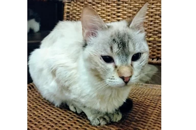 Brie, female Mixed Breed for adoption at Associação Zoófila de Leiria - Fiéis Amigos