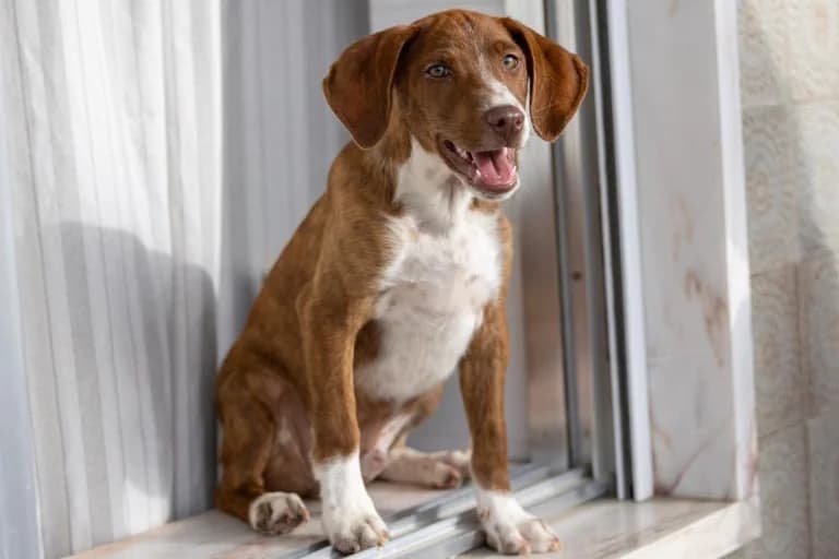 Brownie, male Mixed Breed for adoption at Associação Zoófila de Leiria - Fiéis Amigos