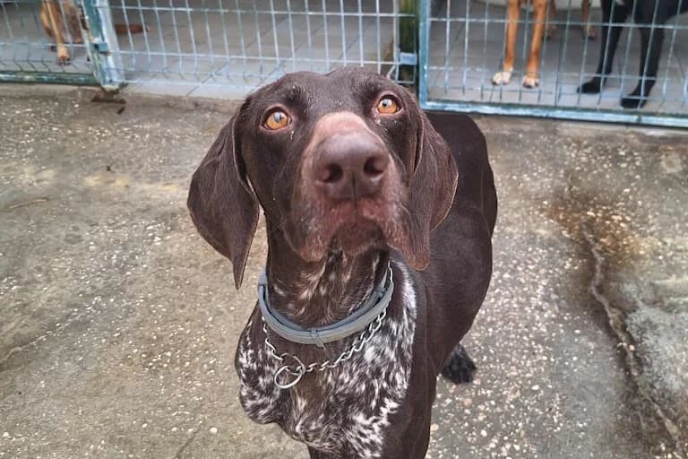 Cuca, female 4yo Mixed Breed for adoption at Associação Zoófila de Leiria - Fiéis Amigos