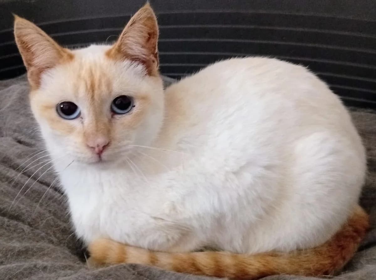 Cúpido, male Mixed Breed for adoption at Associação Zoófila de Leiria - Fiéis Amigos