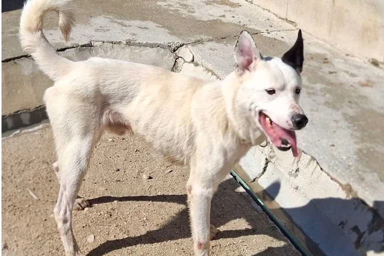 Duque, male senior Mixed Breed for adoption at Associação Zoófila de Leiria - Fiéis Amigos