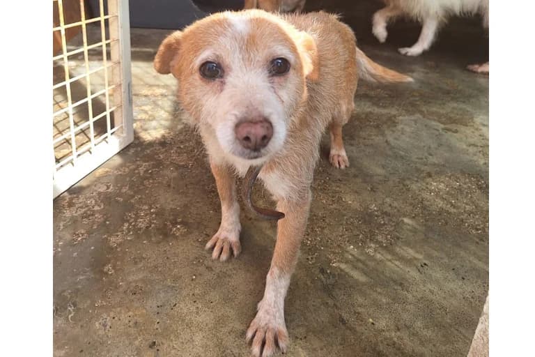Elka, female senior Mixed Breed for adoption at Associação Zoófila de Leiria - Fiéis Amigos