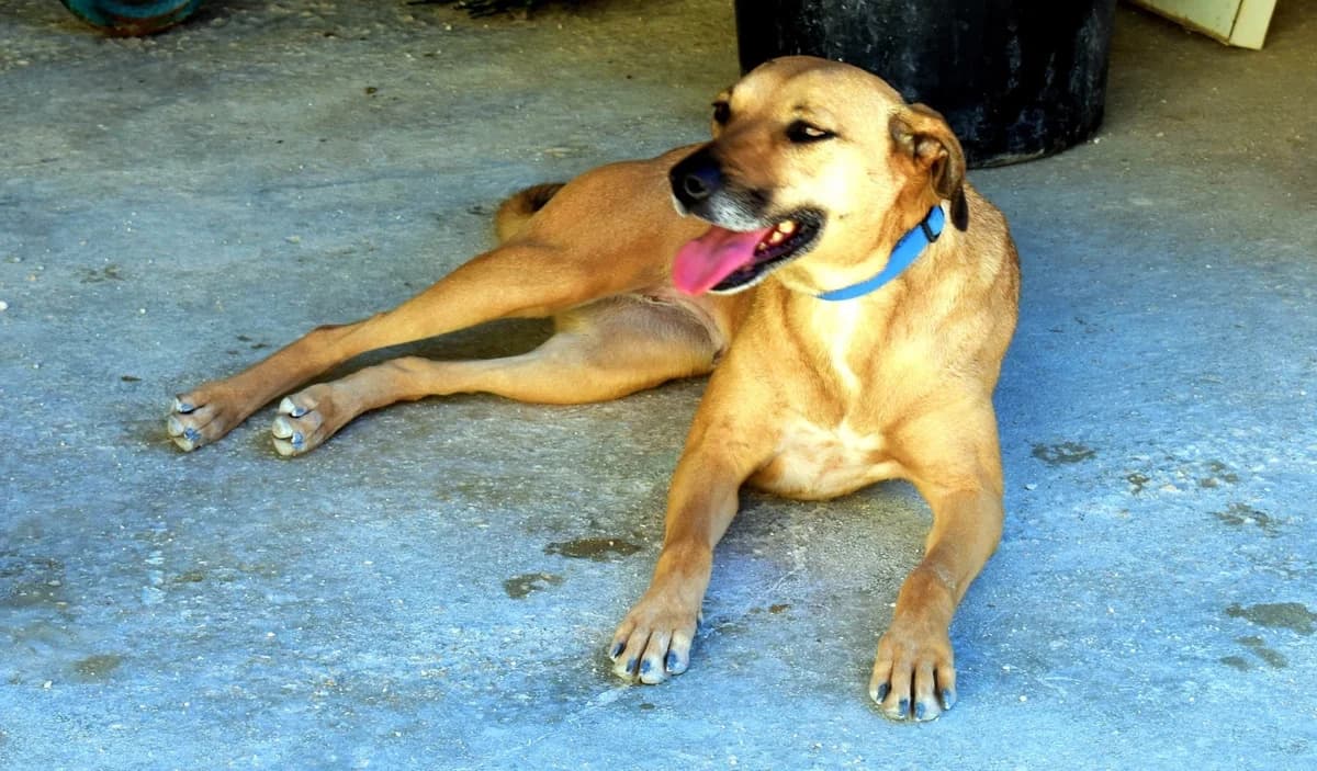 Hope, female senior Mixed Breed for adoption at Associação Zoófila de Leiria - Fiéis Amigos