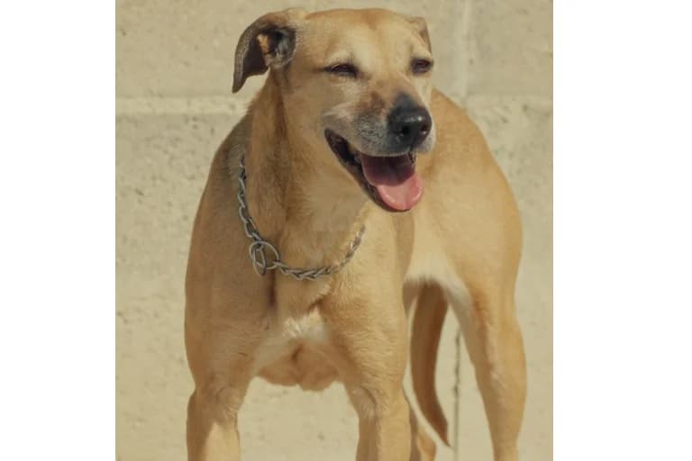 Hope, female senior Mixed Breed for adoption at Associação Zoófila de Leiria - Fiéis Amigos