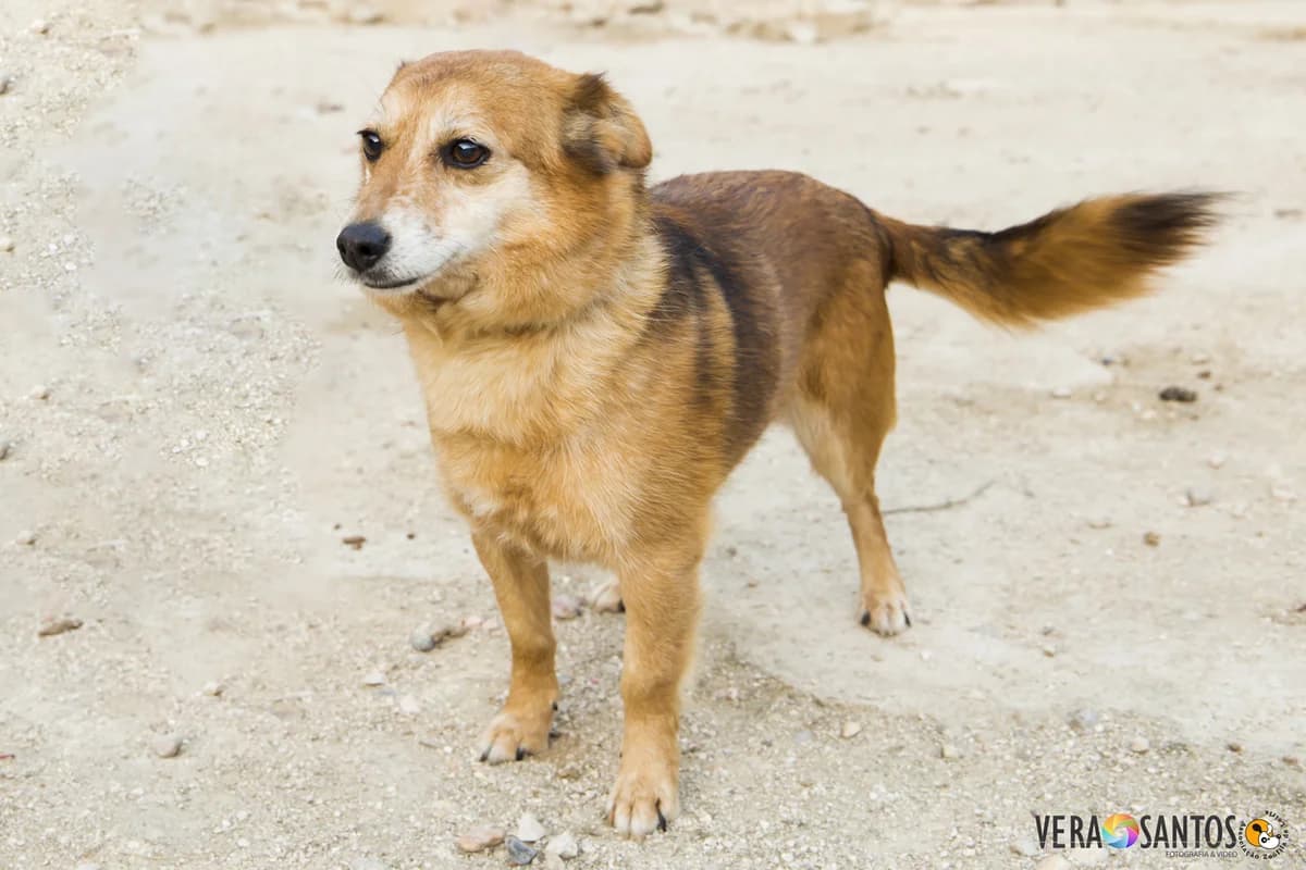 IPL, male senior Mixed Breed for adoption at Associação Zoófila de Leiria - Fiéis Amigos