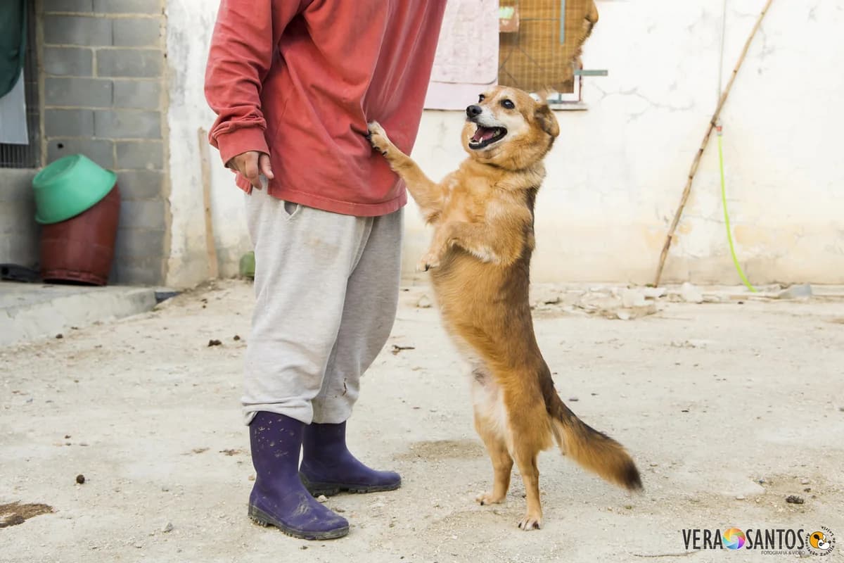 IPL, male Mixed Breed for adoption at Associação Zoófila de Leiria - Fiéis Amigos — photo 2 of 3