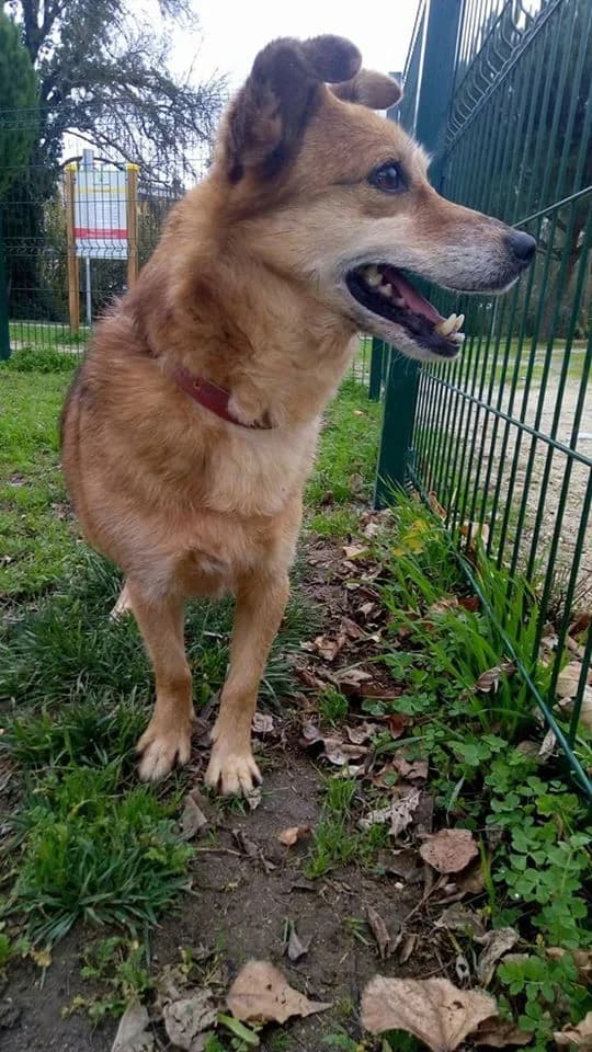 IPL, male Mixed Breed for adoption at Associação Zoófila de Leiria - Fiéis Amigos — photo 3 of 3
