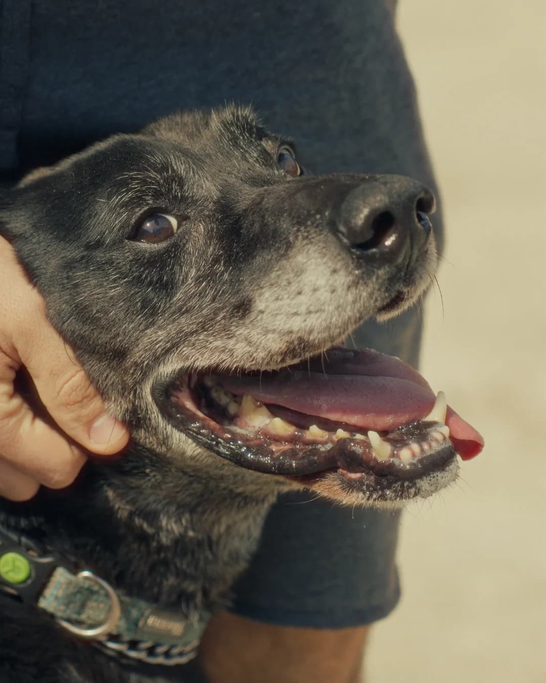 Jasper, male senior Mixed Breed for adoption at Associação Zoófila de Leiria - Fiéis Amigos
