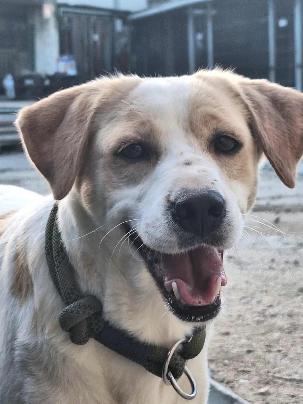Kiara, female 5yo Mixed Breed for adoption at Associação Zoófila de Leiria - Fiéis Amigos