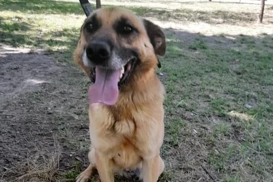 Leninha, female senior Mixed Breed for adoption at Associação Zoófila de Leiria - Fiéis Amigos