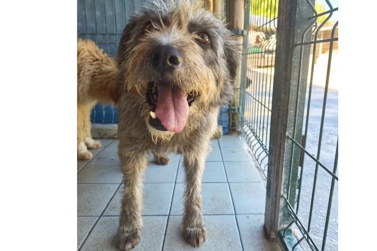 Lira, female young Mixed Breed for adoption at Associação Zoófila de Leiria - Fiéis Amigos
