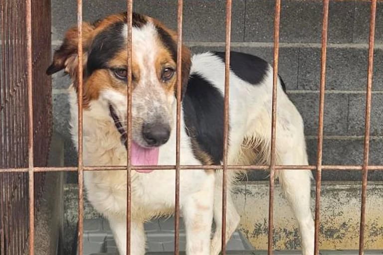 Logan, male young Mixed Breed for adoption at Associação Zoófila de Leiria - Fiéis Amigos