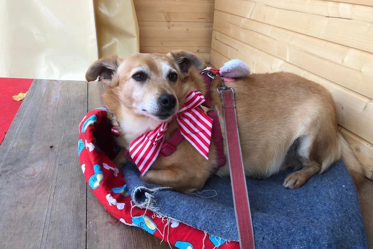 Lontra, female senior Mixed Breed for adoption at Associação Zoófila de Leiria - Fiéis Amigos