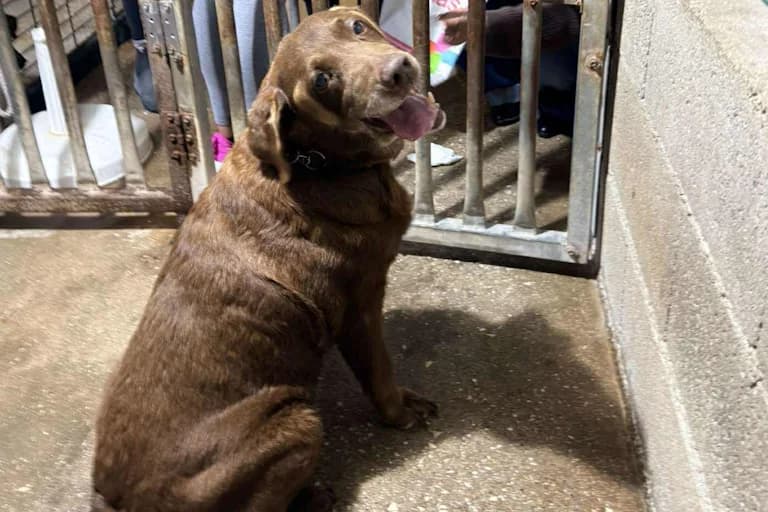 Lucky, female 6yo Mixed Breed for adoption at Associação Zoófila de Leiria - Fiéis Amigos