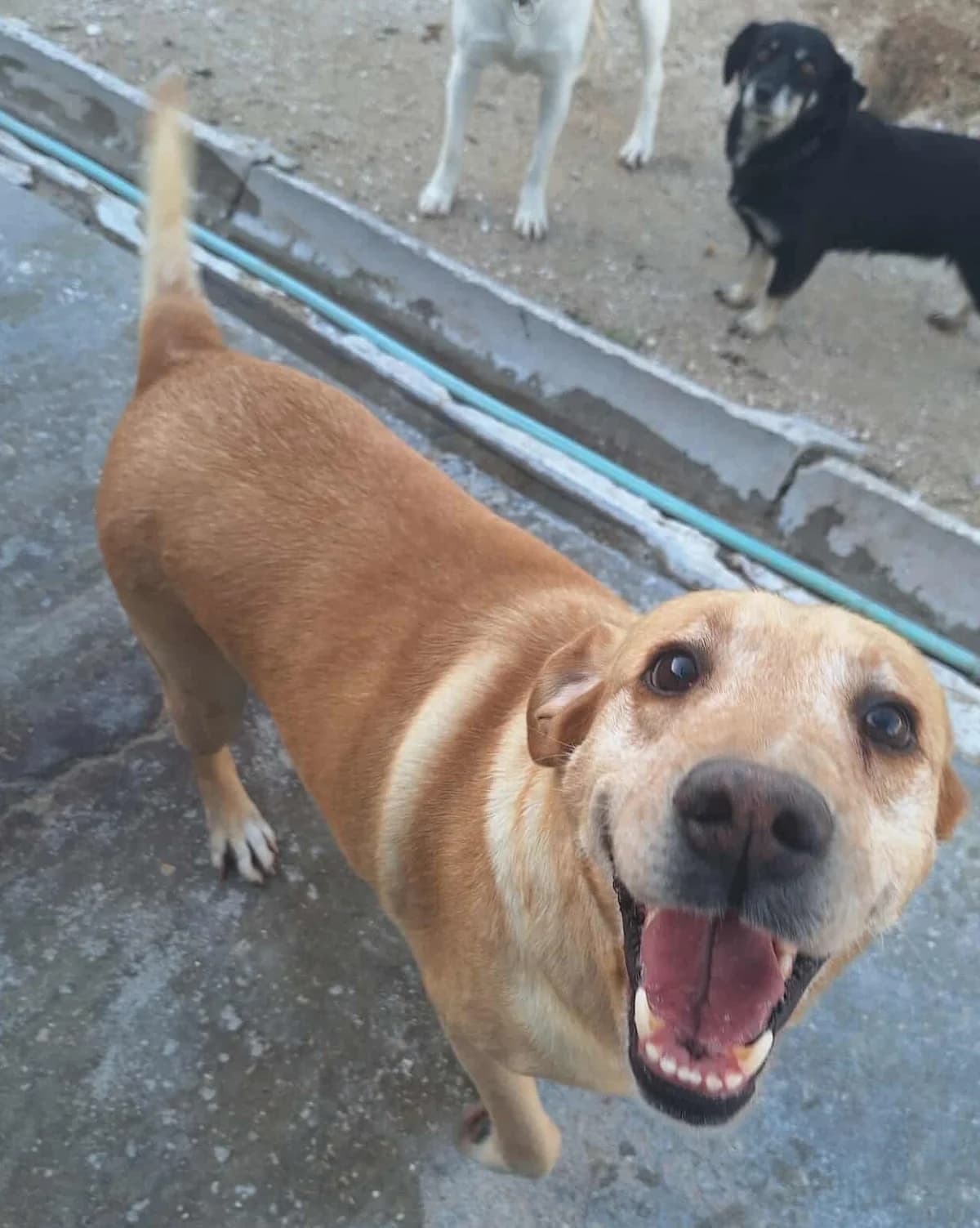 Maggie, female senior Mixed Breed for adoption at Associação Zoófila de Leiria - Fiéis Amigos
