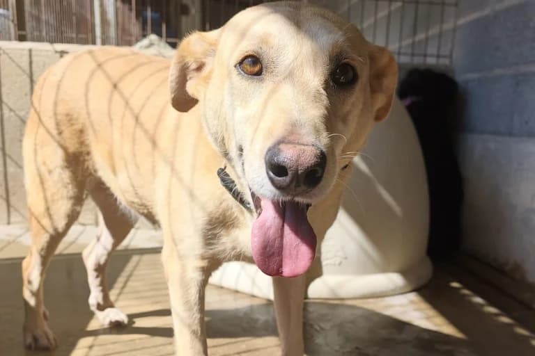 Maria, female young Mixed Breed for adoption at Associação Zoófila de Leiria - Fiéis Amigos