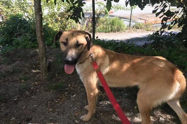 Mateus, male senior Mixed Breed for adoption at Associação Zoófila de Leiria - Fiéis Amigos
