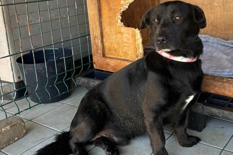 Maxmat, male young Mixed Breed for adoption at Associação Zoófila de Leiria - Fiéis Amigos