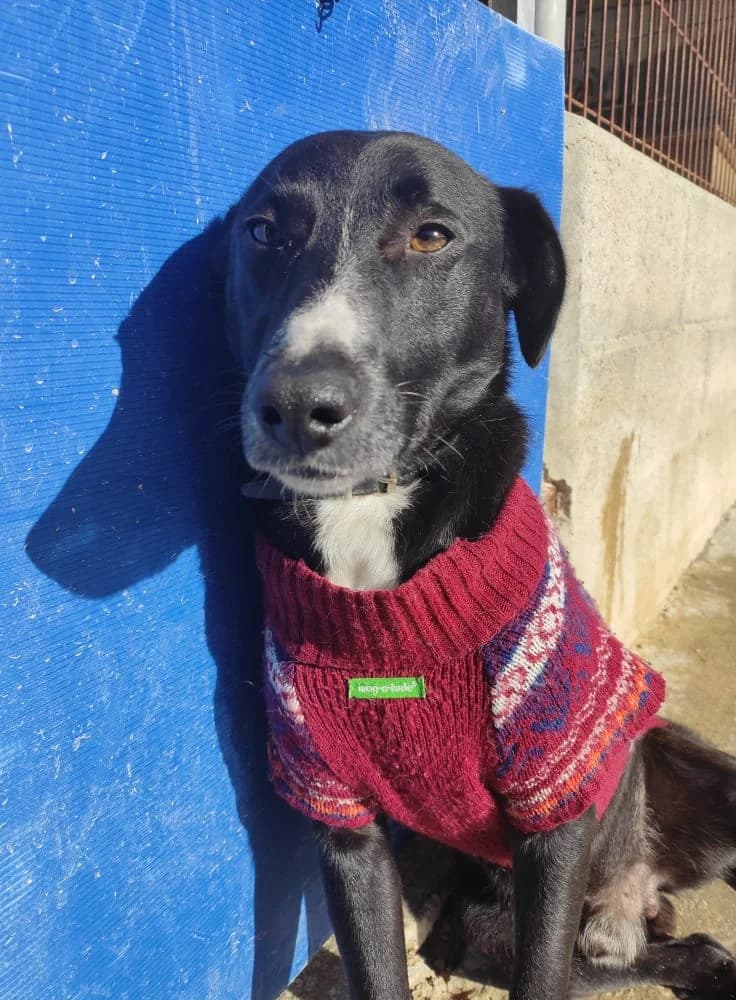 Morty, male Mixed Breed for adoption at Associação Zoófila de Leiria - Fiéis Amigos