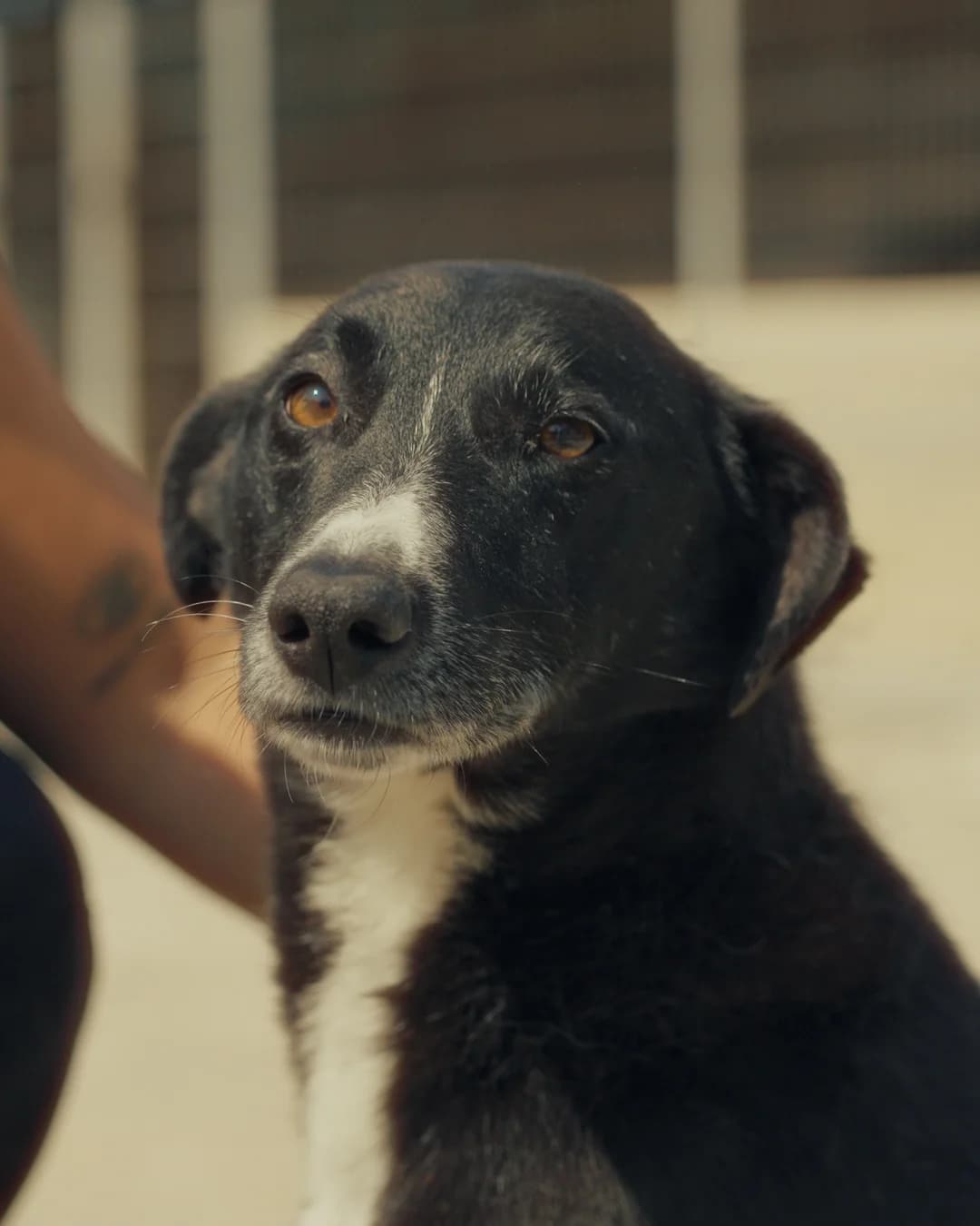 Morty, male 6yo Mixed Breed for adoption at Associação Zoófila de Leiria - Fiéis Amigos