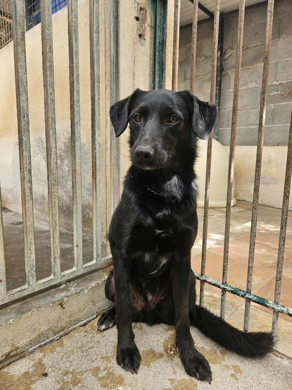 Nero, male 6yo Mixed Breed for adoption at Associação Zoófila de Leiria - Fiéis Amigos