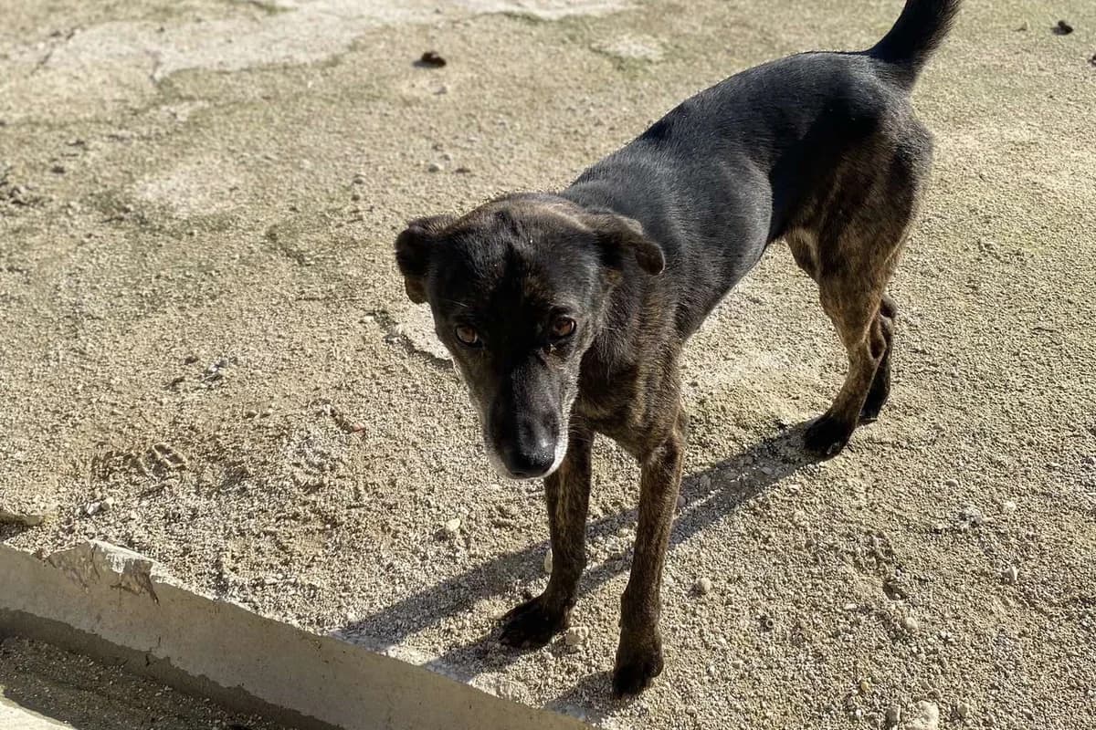 Nessie, female 4yo Mixed Breed for adoption at Associação Zoófila de Leiria - Fiéis Amigos
