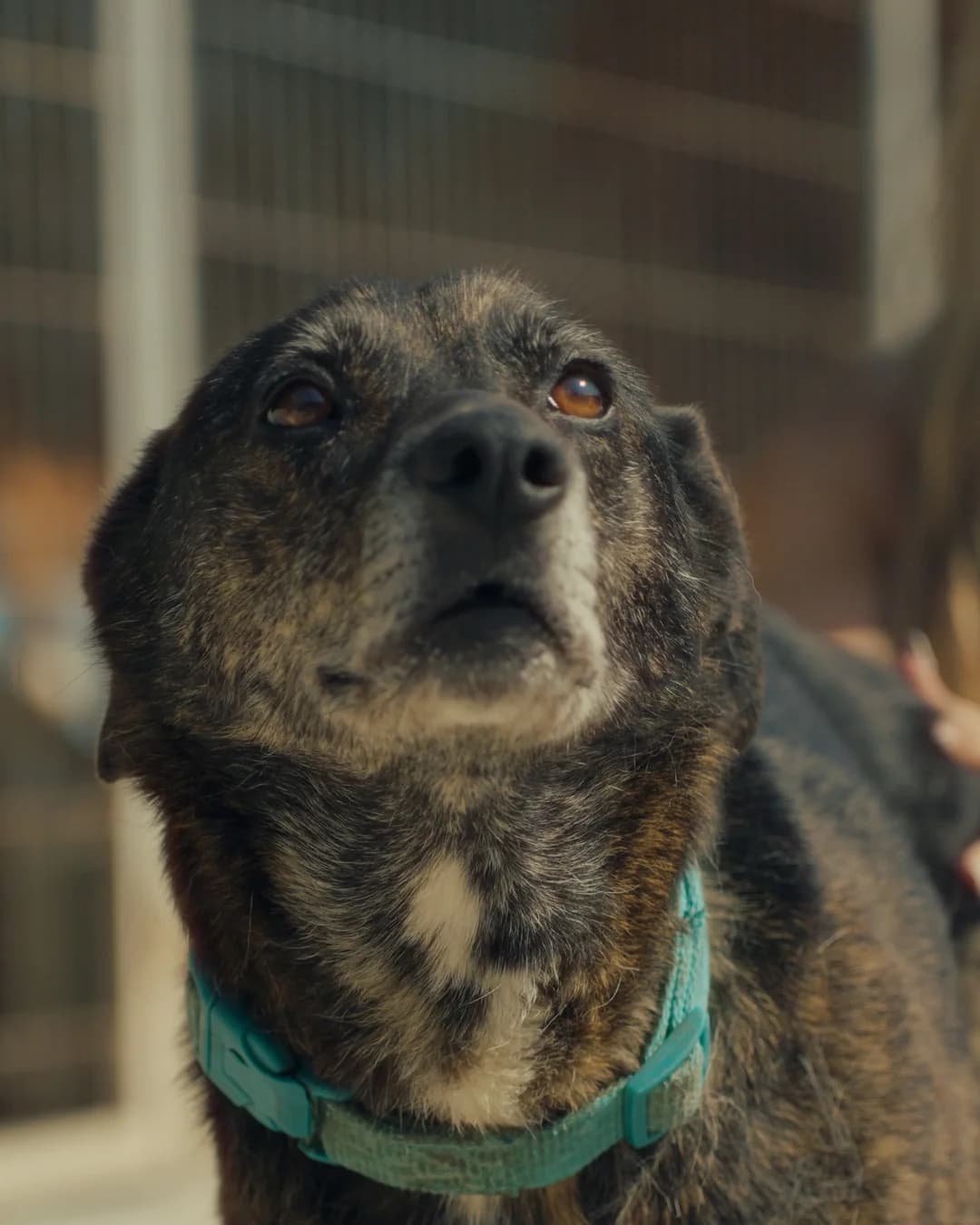 Nessie, female 4yo Mixed Breed for adoption at Associação Zoófila de Leiria - Fiéis Amigos
