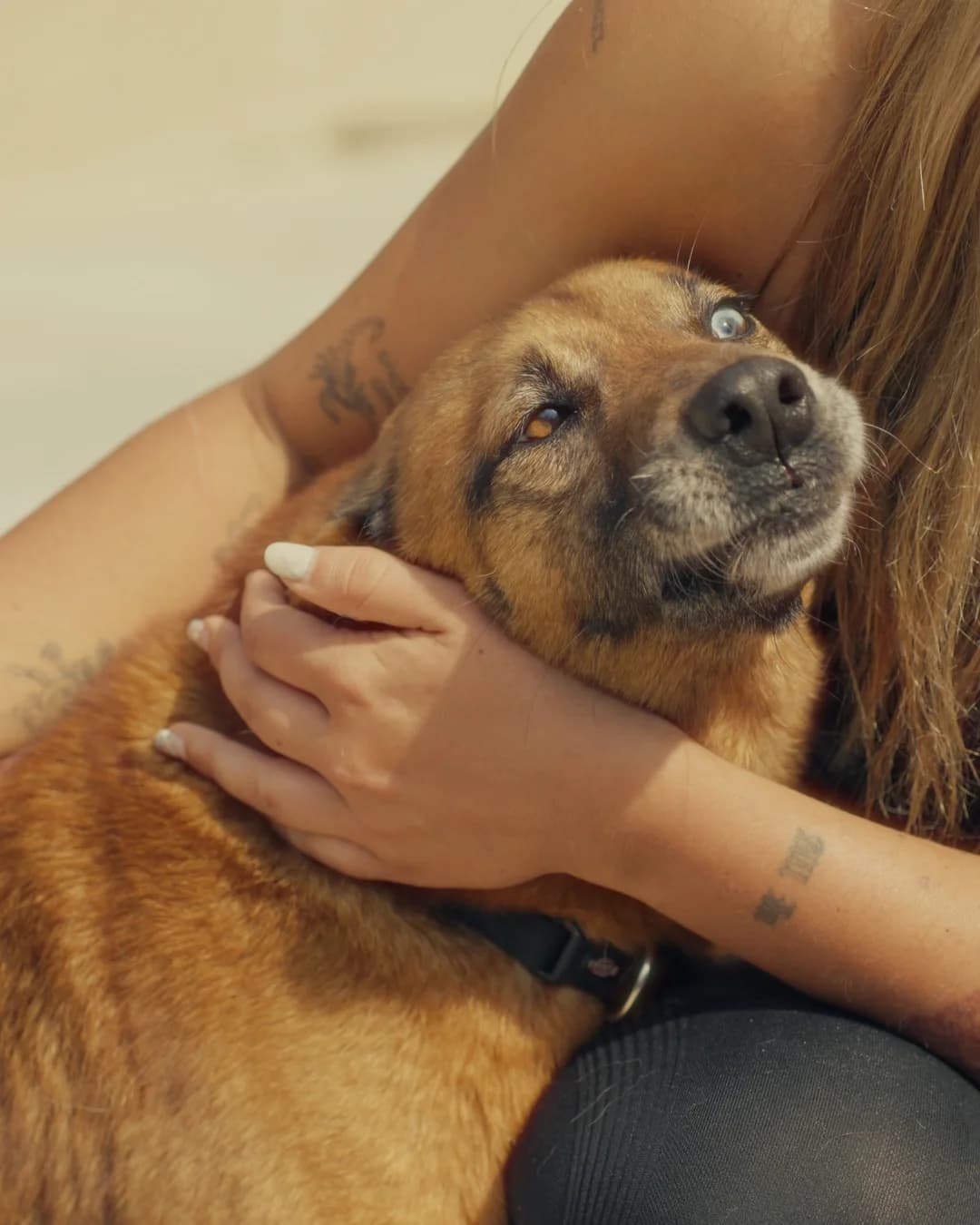 Nico, male 7yo Mixed Breed for adoption at Associação Zoófila de Leiria - Fiéis Amigos