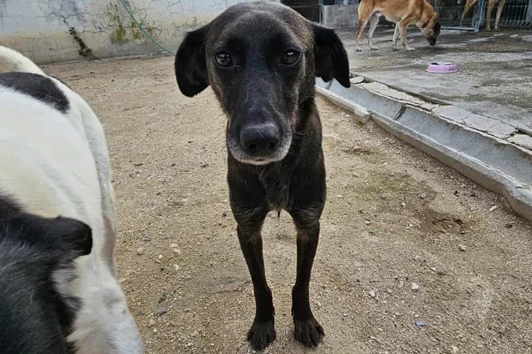 Nuska, female puppy Mixed Breed for adoption at Associação Zoófila de Leiria - Fiéis Amigos