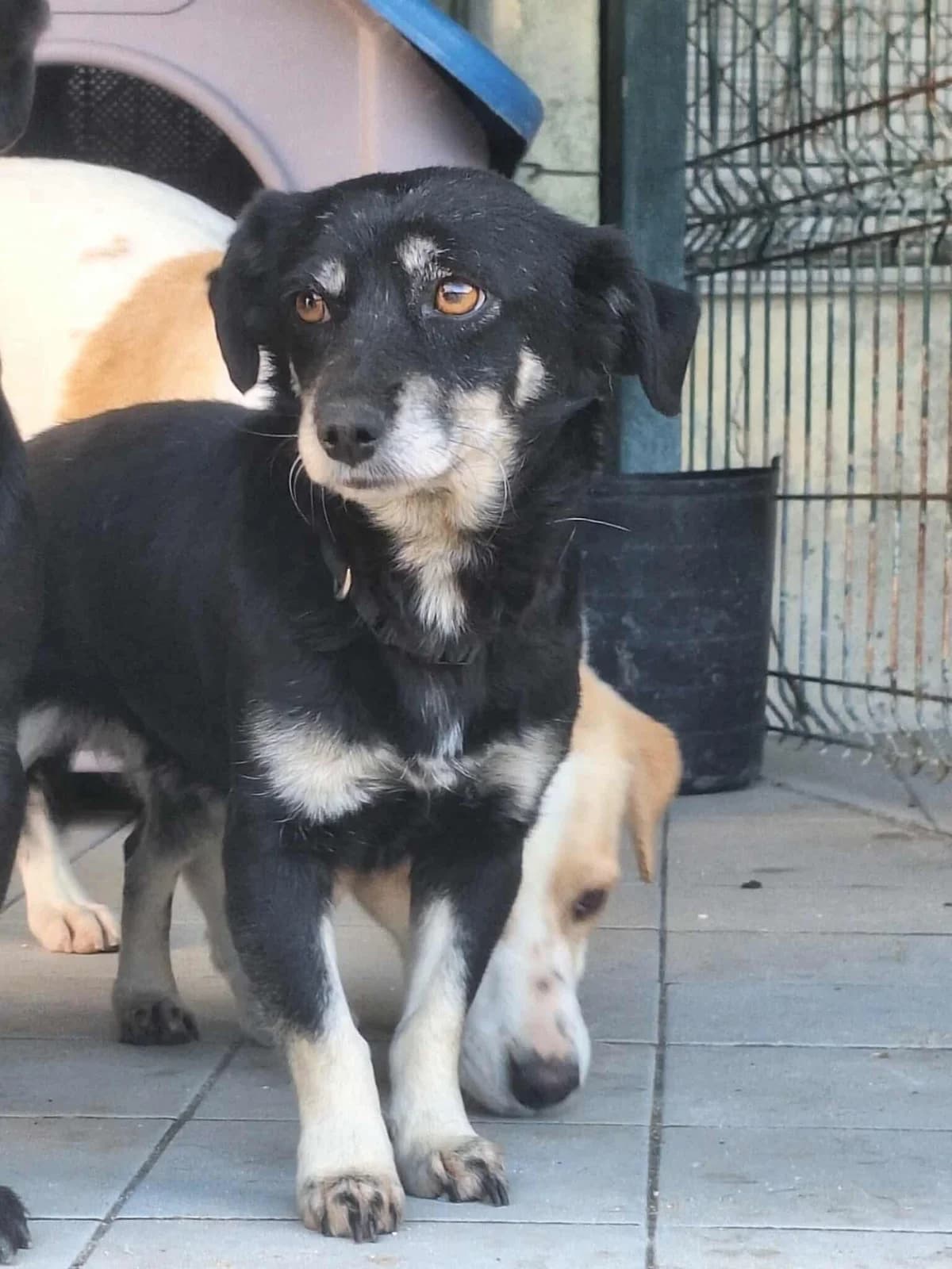Penélope, female young Mixed Breed for adoption at Associação Zoófila de Leiria - Fiéis Amigos