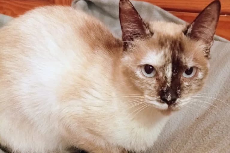 Phoebe, female Mixed Breed for adoption at Associação Zoófila de Leiria - Fiéis Amigos