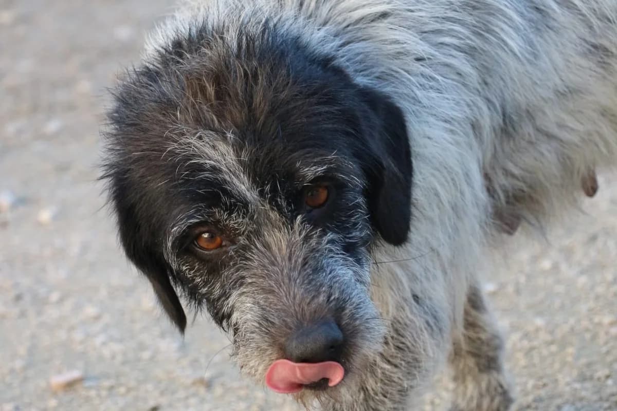 Quinoa, female Mixed Breed for adoption at Associação Zoófila de Leiria - Fiéis Amigos