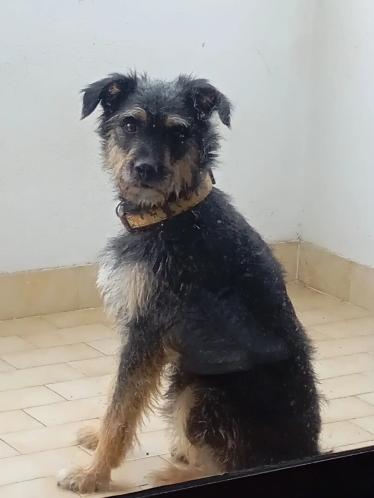 Ragnar, male Mixed Breed for adoption at Associação Zoófila de Leiria - Fiéis Amigos
