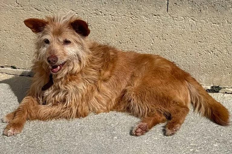 Rambo, male senior Mixed Breed for adoption at Associação Zoófila de Leiria - Fiéis Amigos